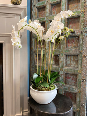Faux Phalaenopsis Orchids in Ceramic Planter - Barnbury