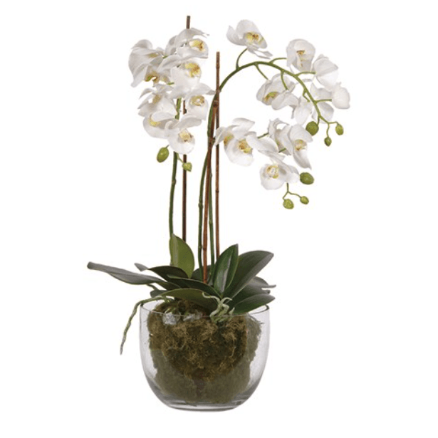 Medium Faux White Phalaennopis Orchid - BARNBURY