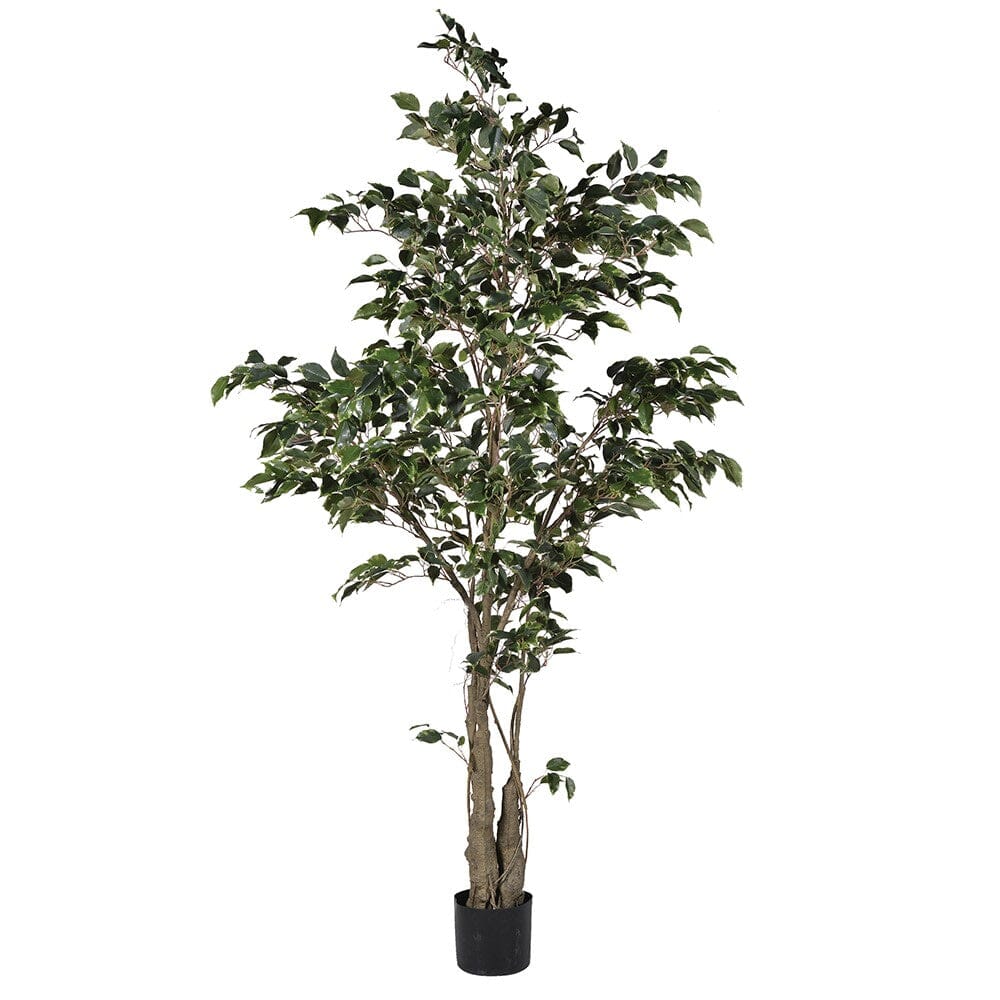Faux Variegated Fig Tree Faux Flowers and Plants Barnbury 