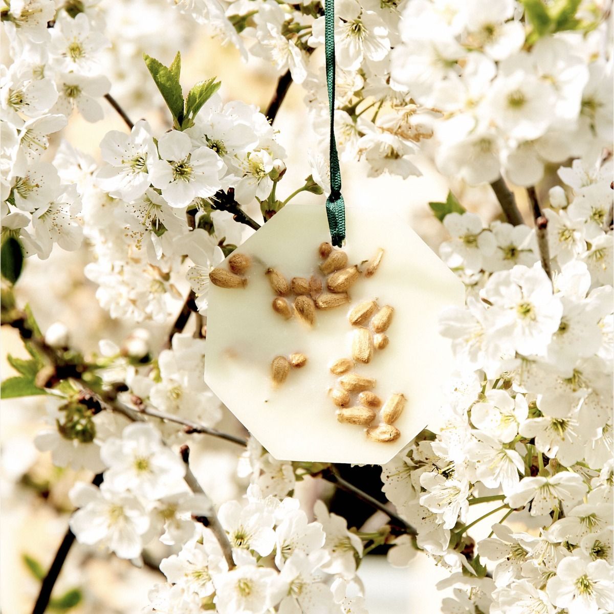 Carrière Frères Orange Blossom Scented Palet