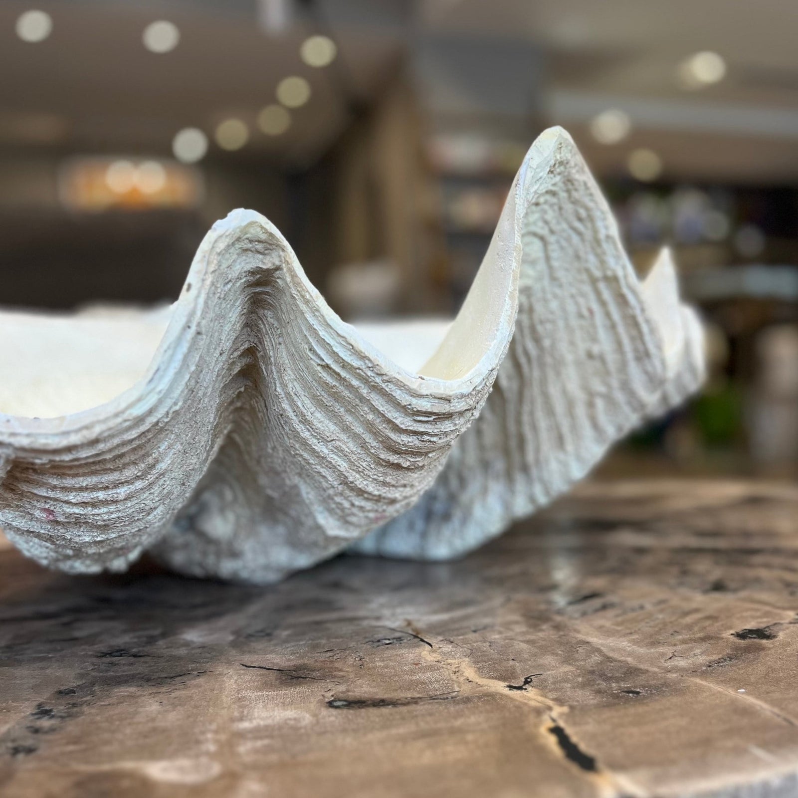 Faux Clam Shell - BARNBURY