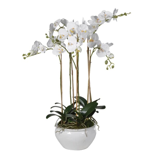 Faux Phalaenopsis Orchid in Ceramic Planter - Barnbury