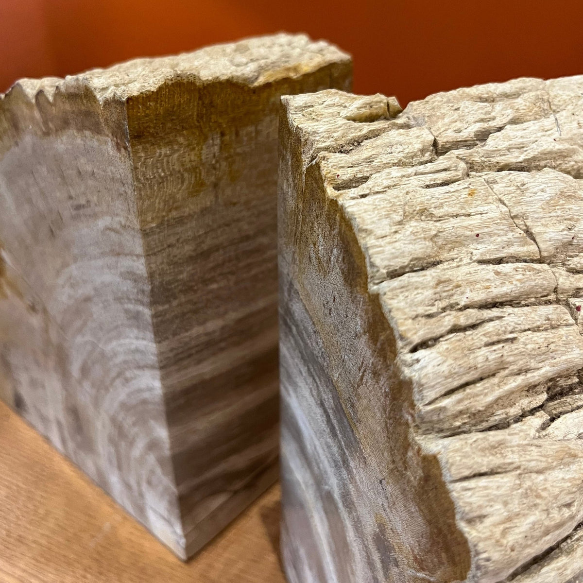 Pair of Pale Petrified Wood Bookends - BARNBURY