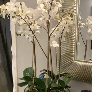 Faux Phalaenopsis Orchids in Glass Bowl - Barnbury