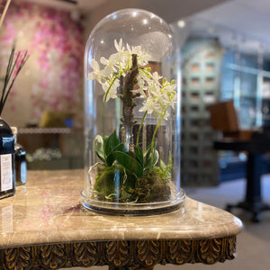 Faux White Orchid under Glass Cloche - Barnbury