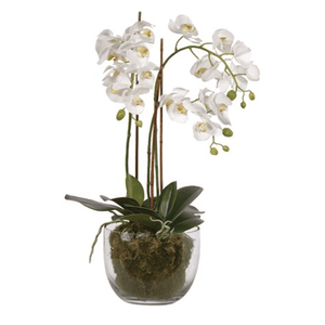 Medium Faux White Phalaennopis Orchid - Barnbury