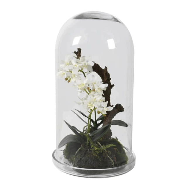 Faux White Orchid under Glass Cloche - Barnbury