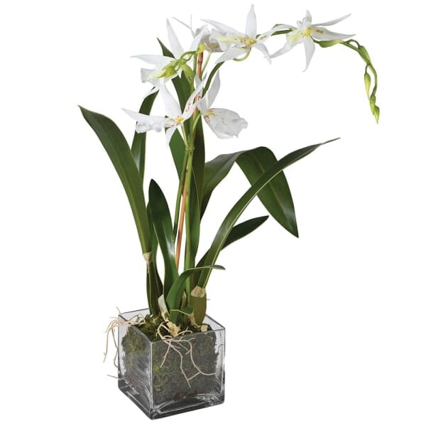 Faux Spider Orchid in Glass Vase - BARNBURY